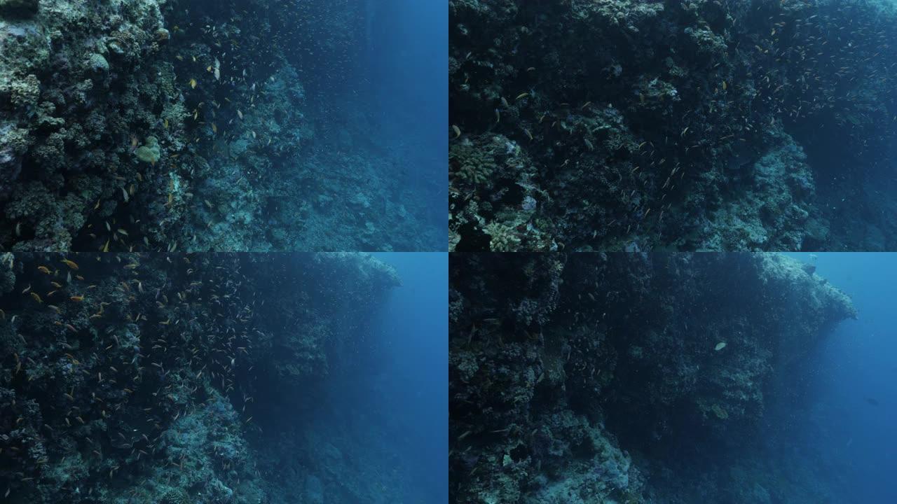 马尔代夫深海礁的anthias鱼和珊瑚鱼学校