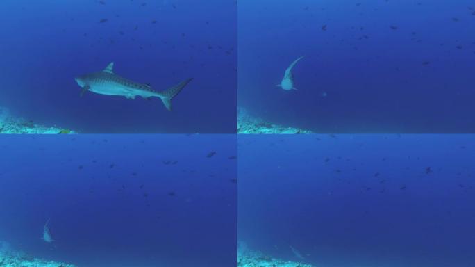 虎鲨在蓝色的水中慢慢游动，潜入深处。虎鲨，Galeocerdo cuvier，印度洋，富瓦赫穆拉环礁