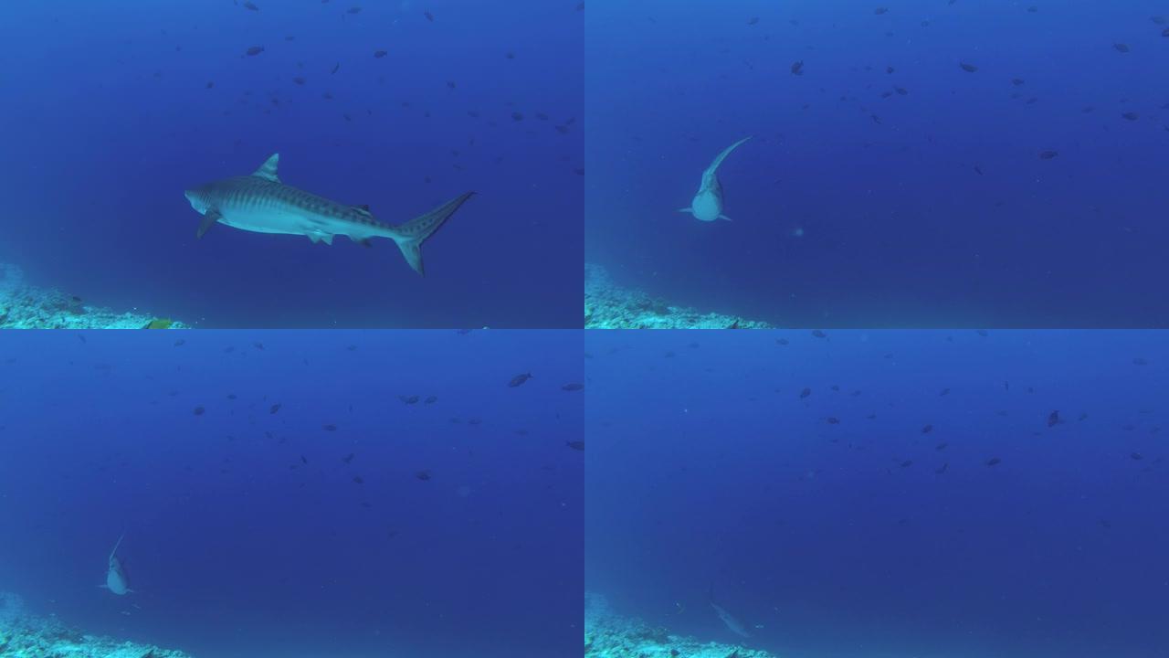 虎鲨在蓝色的水中慢慢游动，潜入深处。虎鲨，Galeocerdo cuvier，印度洋，富瓦赫穆拉环礁