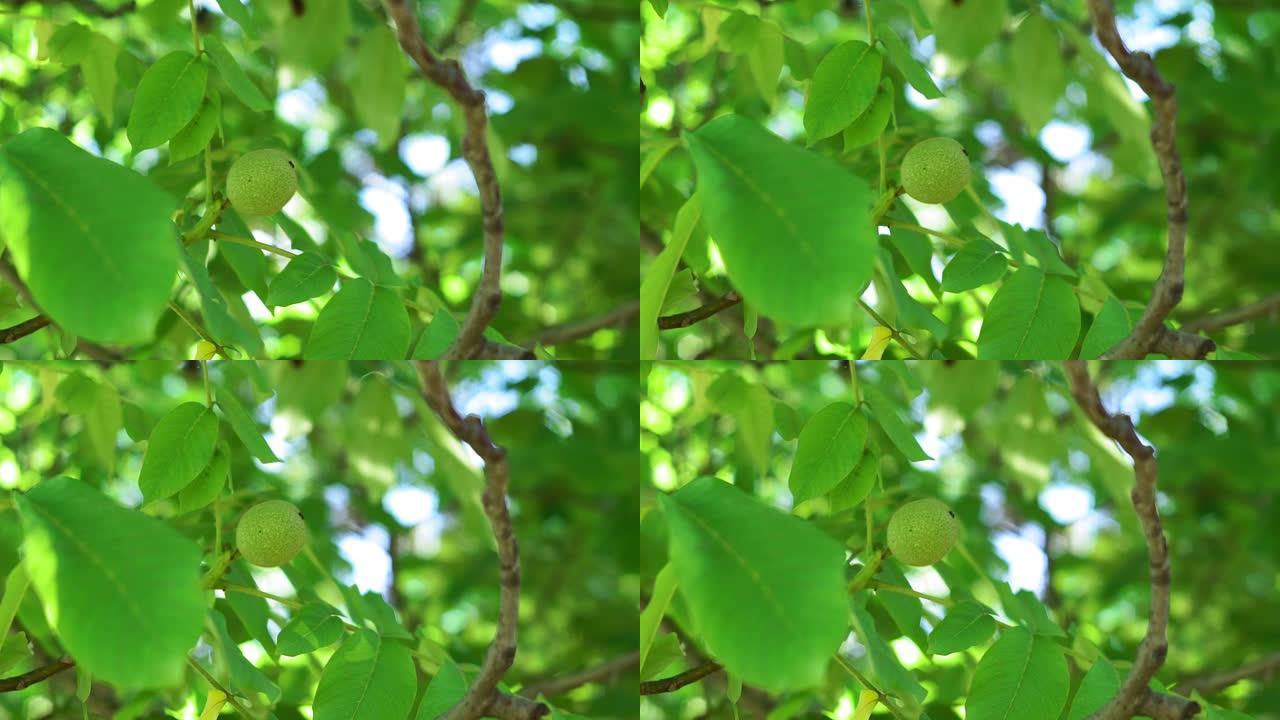 花园树枝上的绿色核桃。树枝上的核桃。树上的坚果。未成熟的核桃