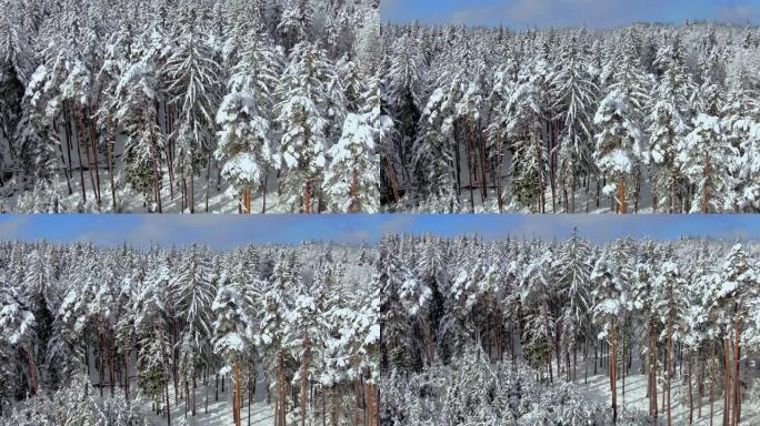 积雪覆盖森林的冬季景观