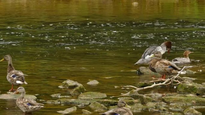 领土鸭推开另一只，并在河上的岩石上偷走了它的位置