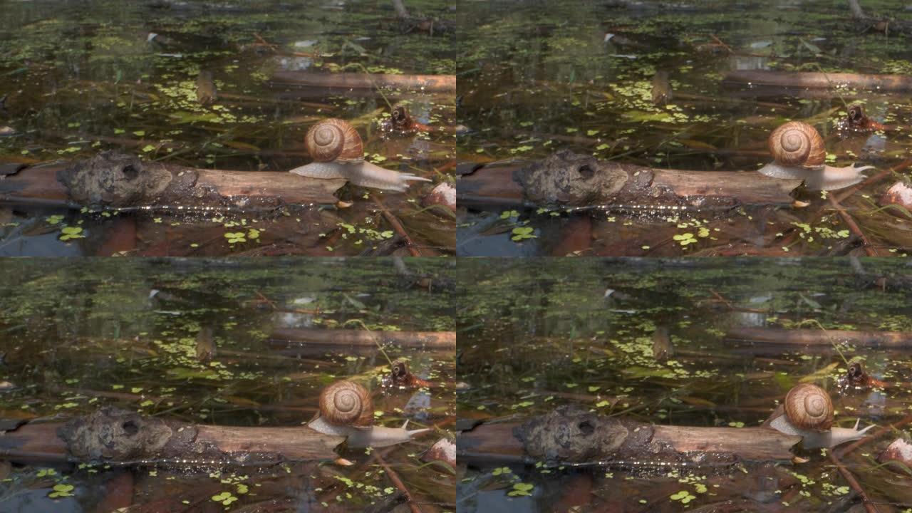 蜗牛急切地从水下潜水的湖中喝水。葡萄蜗牛在自然栖息地。特写