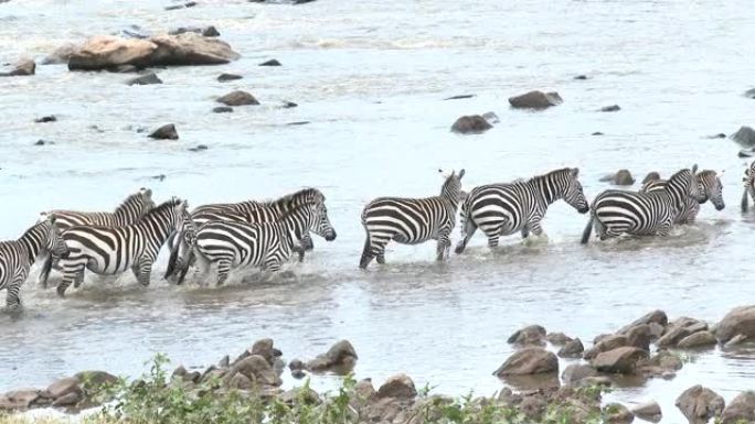 斑马穿过马拉河斑马穿过马拉河野生动物