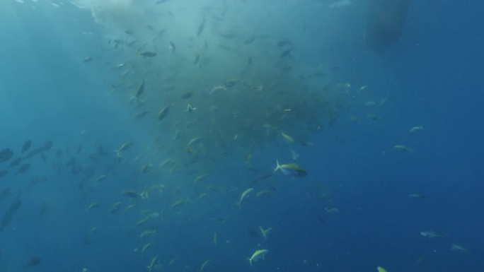 马尔代夫在海底觅食的珊瑚鱼学校