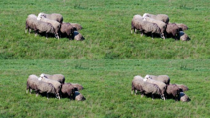 绿色草地上的一群老羊和小羊羔