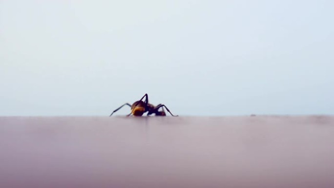 蚂蚁搬家蚂蚁觅食