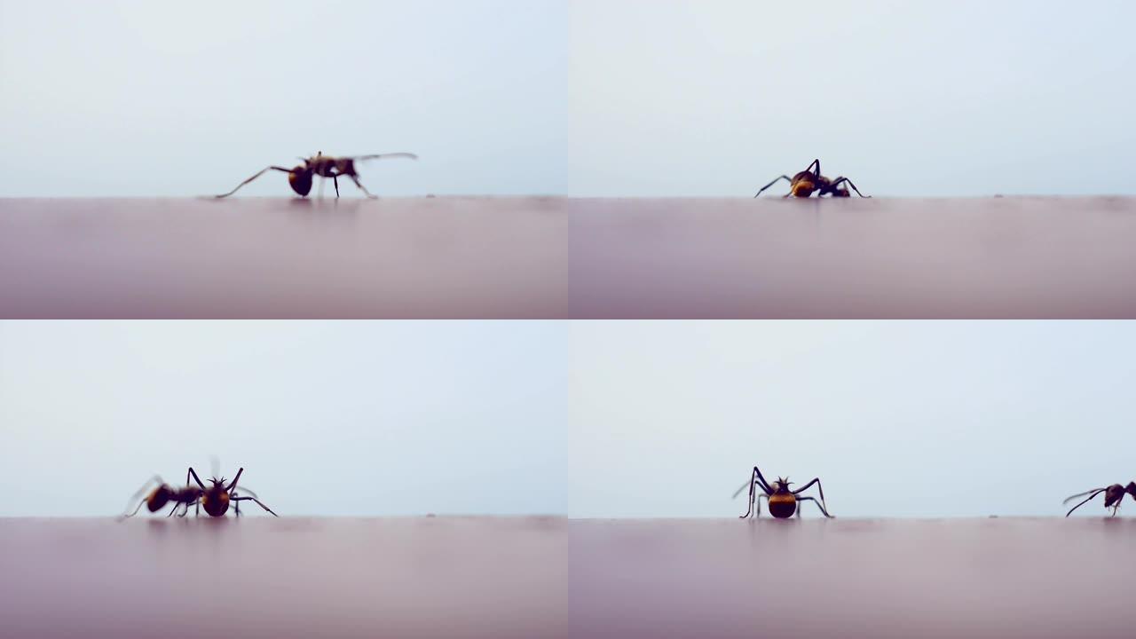 蚂蚁搬家蚂蚁觅食