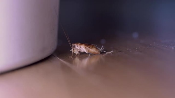 小蟑螂吃小块食物扭动它的天线侧视图宏观拍摄。4K.慢慢向右滑动，白色垃圾桶，房屋卫生，木材，真空吸尘