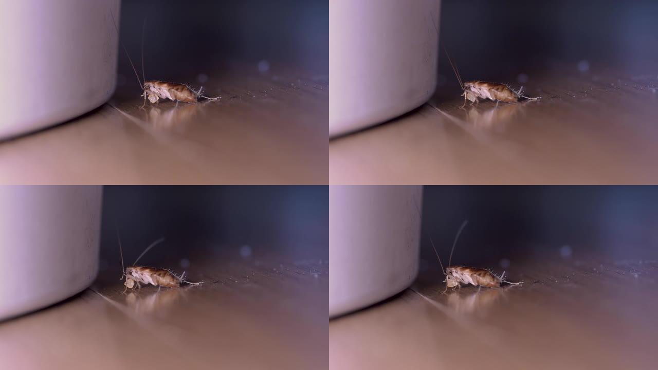 小蟑螂吃小块食物扭动它的天线侧视图宏观拍摄。4K.慢慢向右滑动，白色垃圾桶，房屋卫生，木材，真空吸尘