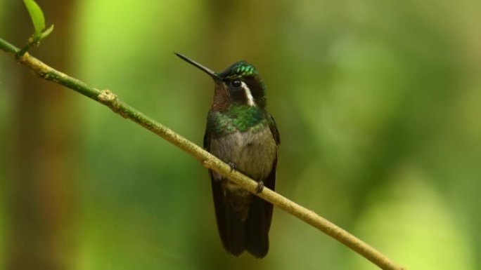 紫喉山宝石-Lampornis calolaemus一种蜂鸟，在尼加拉瓜南部，哥斯达黎加和巴拿马西部