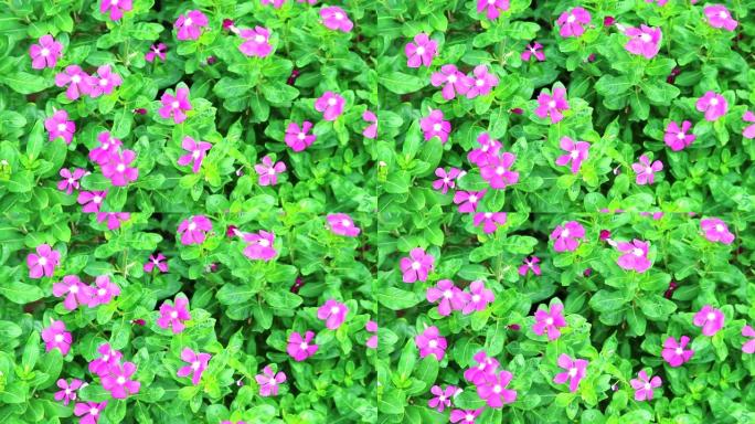 粉红色的白色马达加斯加长春花，玫瑰长春花和花园中的绿色叶子