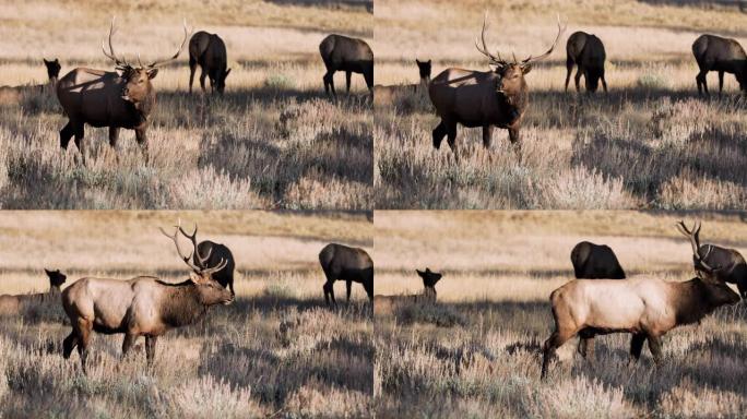 镜头-麋鹿在科罗拉多州落基山国家公园吃草-4K