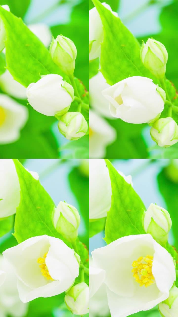 4k垂直延时的白色茉莉花花开并在蓝色背景上生长。茉莉盛开的花。9:16比例的垂直时间流逝手机和社交媒
