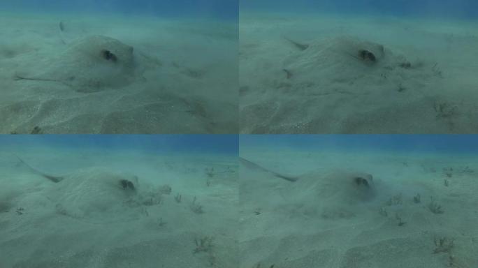 黄貂鱼在蓝色水底的沙底狩猎。С Weralli黄貂鱼 (Pastinachus sephen)