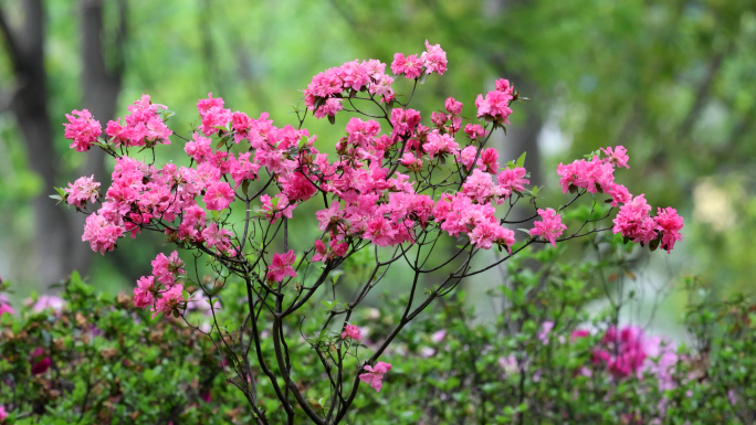 不同颜色的杜鹃花映山红