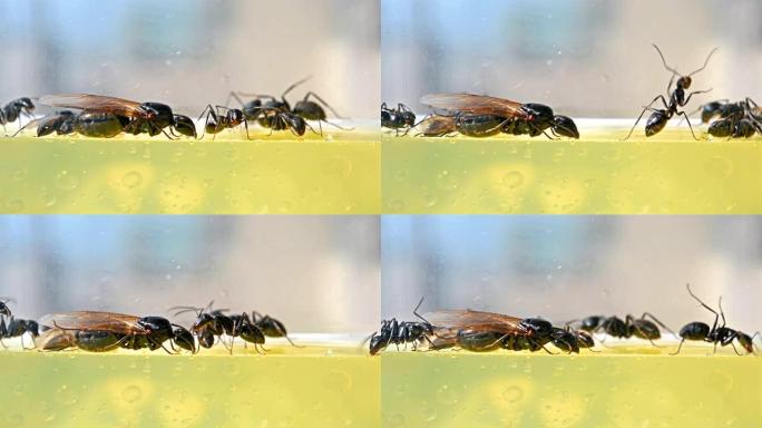 女王与较小的蚂蚁交流关闭
