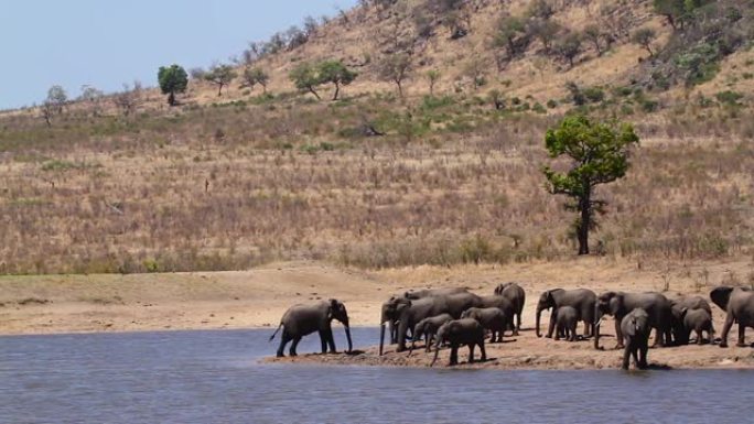 南非克鲁格国家公园的非洲灌木大象