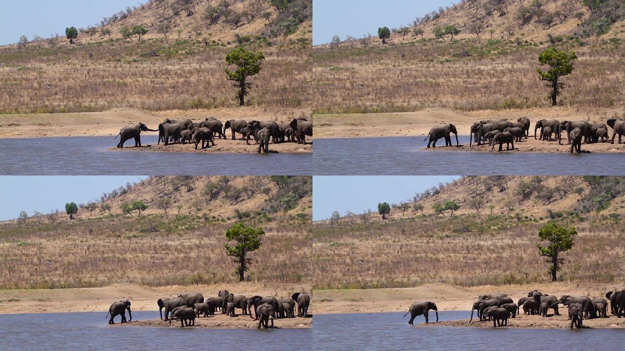南非克鲁格国家公园的非洲灌木大象