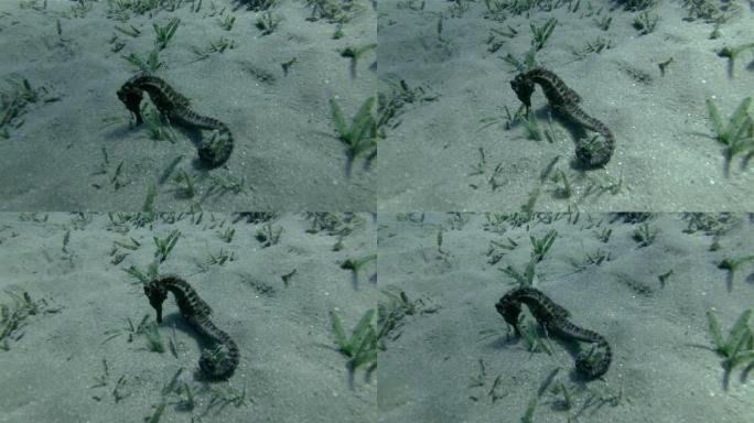 海马坐在覆盖有绿藻的沙底上的特写镜头，水下微距拍摄