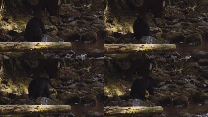 黑熊在岩石中行走黑熊在岩石中行走