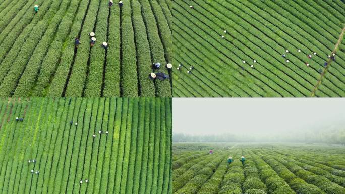杭州西湖龙井茶园采茶高低空航拍