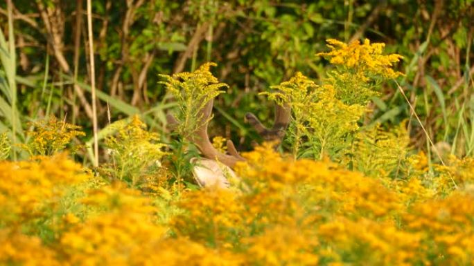 一半在觅食和取食高大的黄色花朵时看到鹿的头