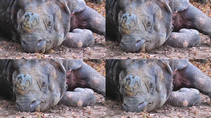 犀牛在地面上放松大型野生动物犀牛