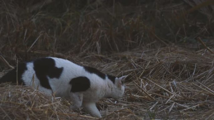 猫在日落时坐在花园里的草地上