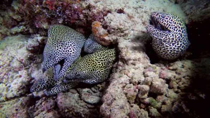 三个蜂窝海鳗-裸胸。印度洋，马尔代夫