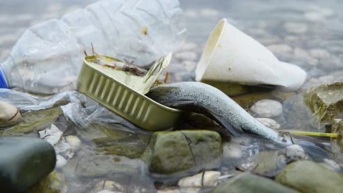 塑料污染塑料污染死鱼