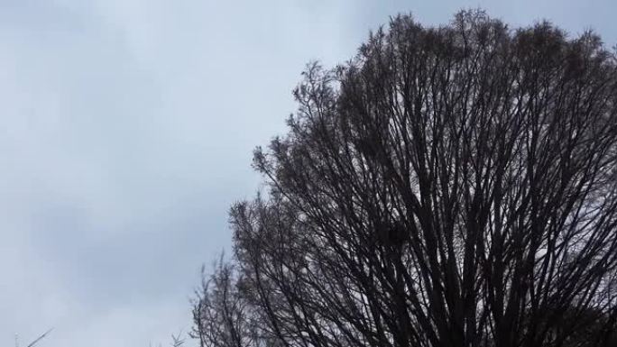 光秃秃的树枝上的鸟鹊的空巢