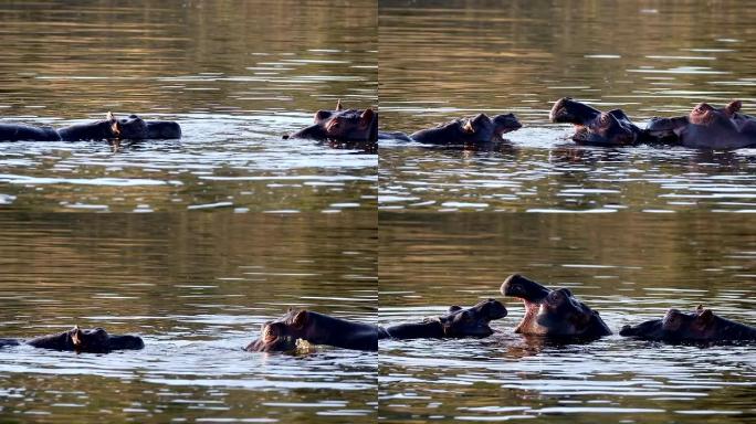 两个年轻的雄性河马河马amphibius，排练fray并张开嘴并展示tusk进行战斗。Pilanes