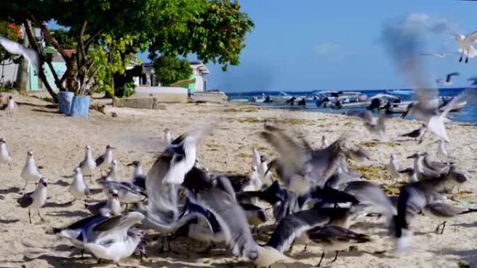 在加勒比海岛屿海滩上疯狂喂食的海鸥群