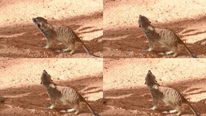 猫鼬 (Suricata suricatta) 在沙漠中四处张望。