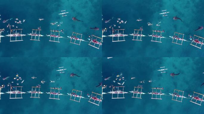 鸟瞰图Oslob鲸鲨观赏，渔民从船上喂鲸鲨供游客在4K菲律宾宿务岛Oslob观看鲸鲨。