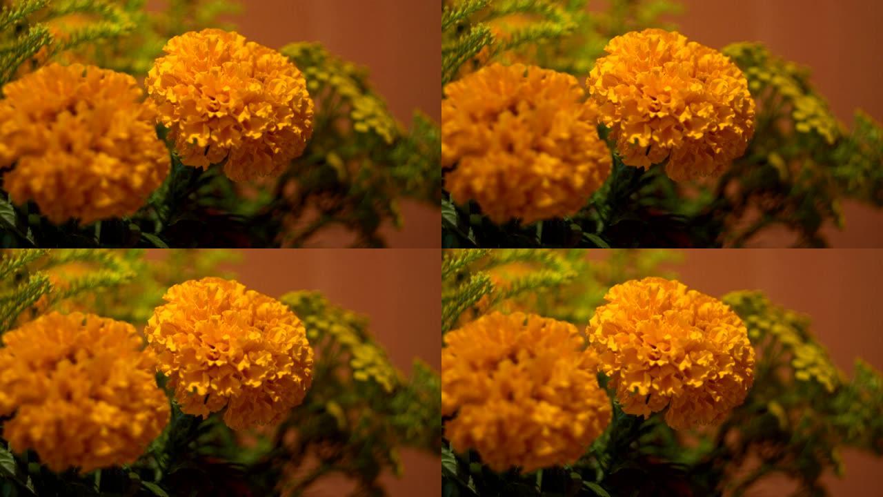 两朵黄色的花。特写