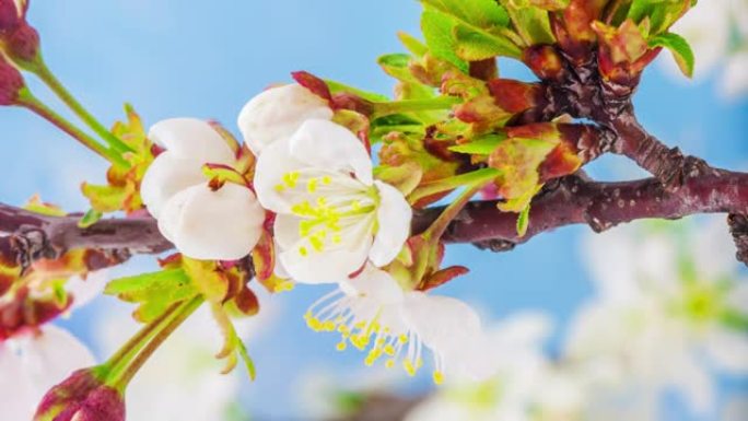 4k垂直延时的酸味樱桃树花开并在蓝色背景上生长。樱桃李盛开的花。9:16比例的垂直时间流逝手机和社交