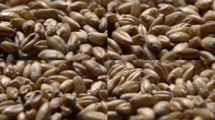 Tri的宏视频，旋转中常见的小麦
