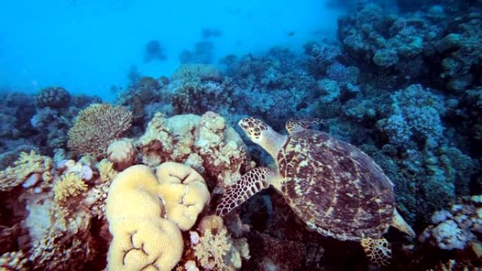 水下海龟礁深海海洋生物视频素材热带海洋