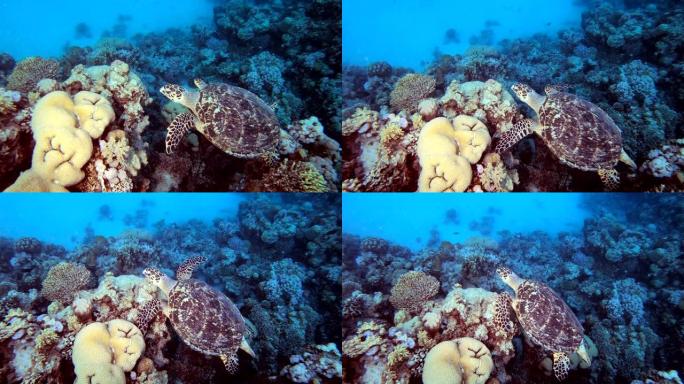 水下海龟礁深海海洋生物视频素材热带海洋