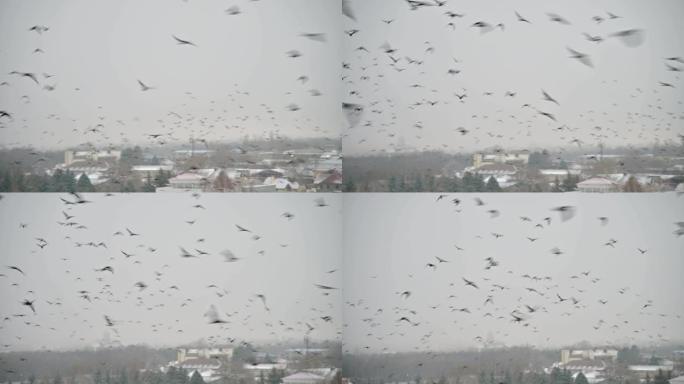 在一个多云的日子里，一群鸟叫在一个小镇的私营部门上空飞来飞去，天空灰蒙蒙。增加居民部门乌鸦人口的概念