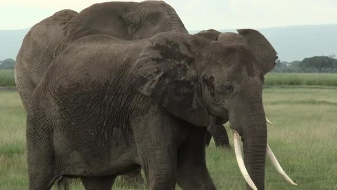 非洲大象公牛野生动物大象象群