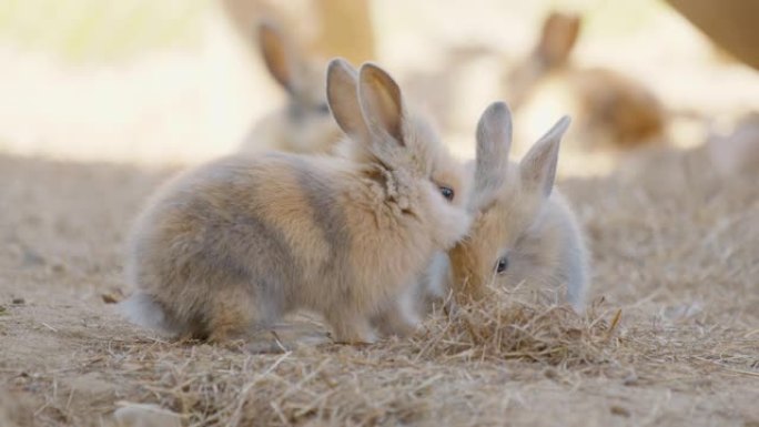 兔子在农场吃干草，顽皮顽皮的兔子