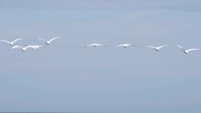 白天鹅在晴朗的冬日编队飞行。小号手天鹅飞翔的羊群。一群呼啸的天鹅在北方的天空中飞行。慢动作。一群慢动