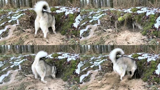 西伯利亚哈士奇在森林里为自己挖了一个窝点。