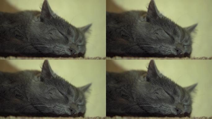 放松的灰猫睡在架子上，特写家猫的头。