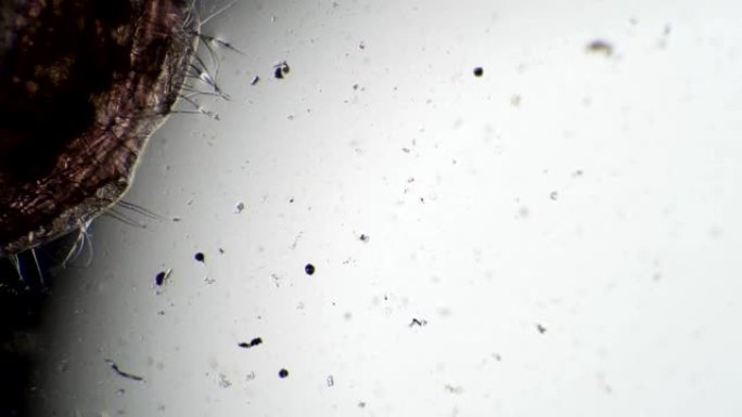 头幼虫蚊子Chironomidae在显微镜下在肮脏的水中移动特写