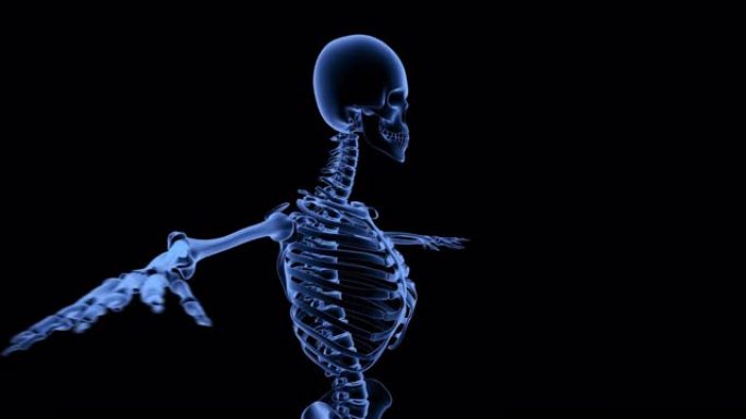 人体骨骼的动画x射线来回跳舞和旋转360度