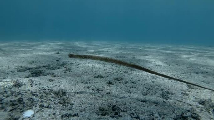 Pipefish在阳光下的蓝色水中缓慢游过沙质底部。宽鼻管鱼，鼻管鱼或高鼻管鱼 (syngnanth